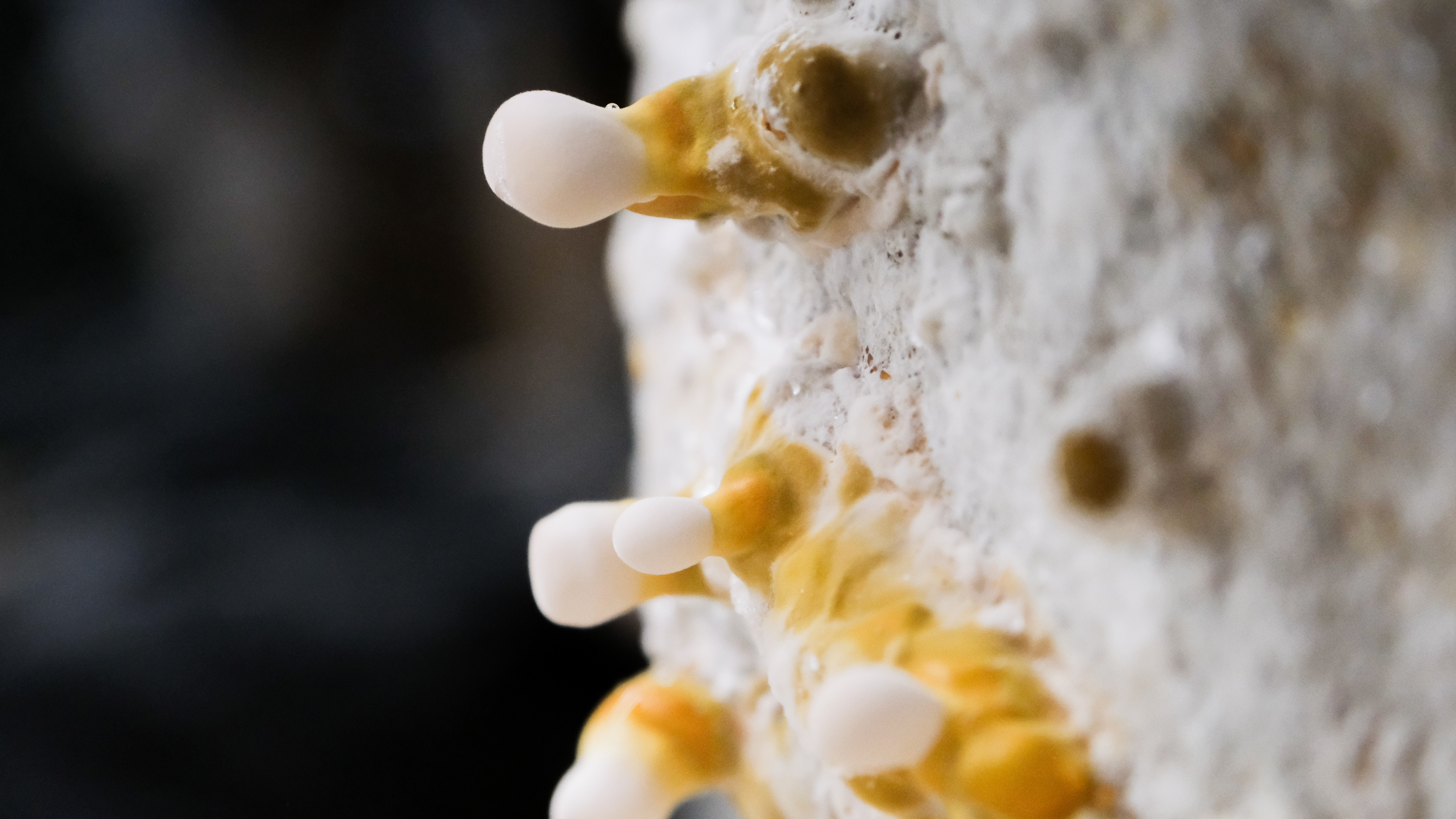 A close up mycellium